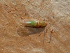 Psyllidae